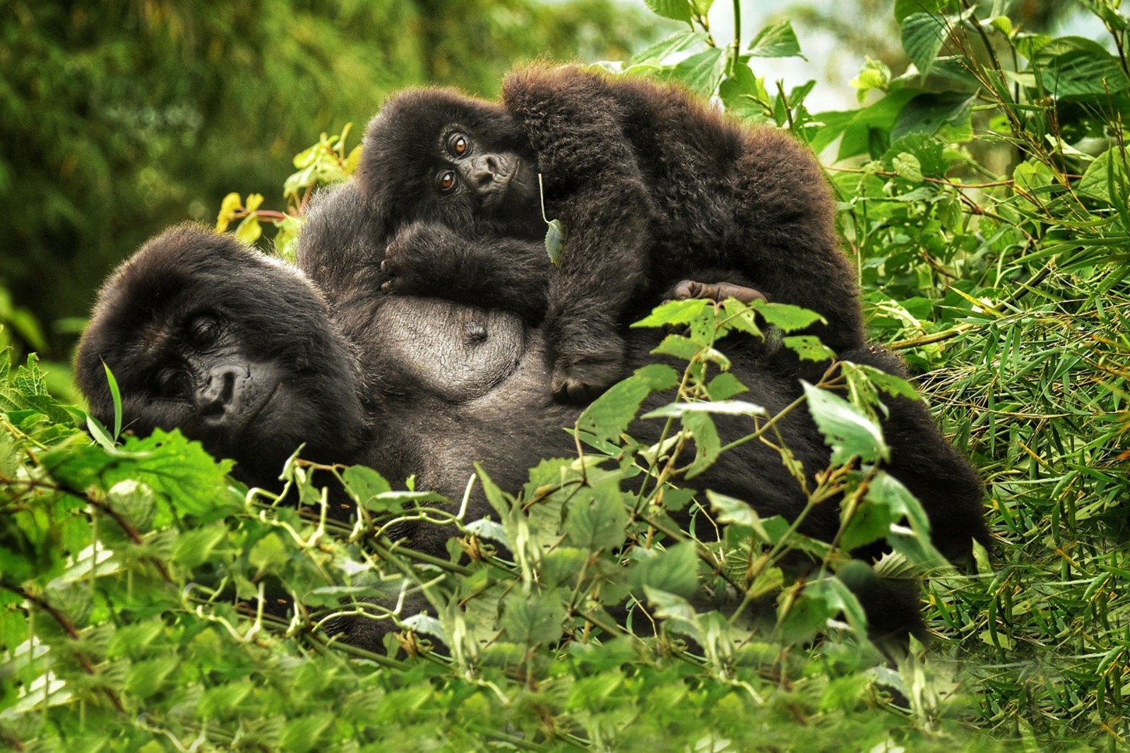 RWANDA GORILLA SAFARI 