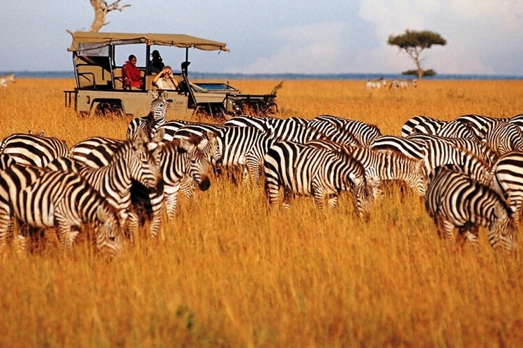 WILDLIFE SAFARI TOUR