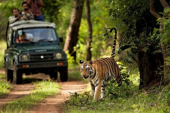 NEPAL SAFARI TOUR 